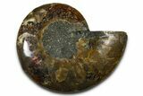 Cut & Polished Ammonite Fossil (Half) - Madagascar #377615-1